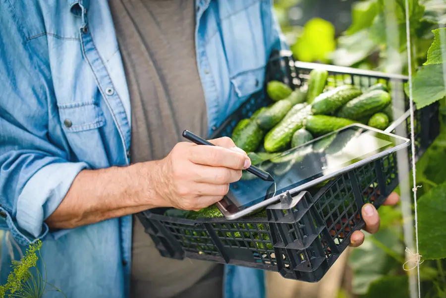 Mann mit einer Kiste Gurken und einem Tablet